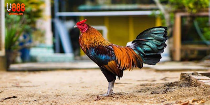 Tìm hiểu sơ bộ về cách nuôi gà mau tới pin