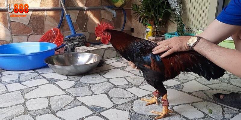Kinh nghiệm hay để bạn nuôi gà mau tới pin